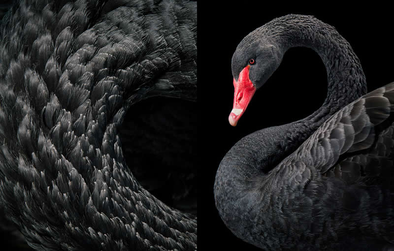Black Swan - Intimate Portraits of Rare and Endangered Birds by Tim Flach