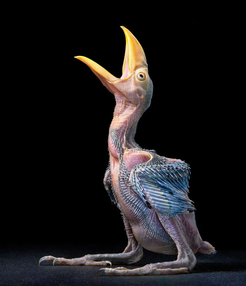 Toco Toucan - Chick - Intimate Portraits of Rare and Endangered Birds by Tim Flach