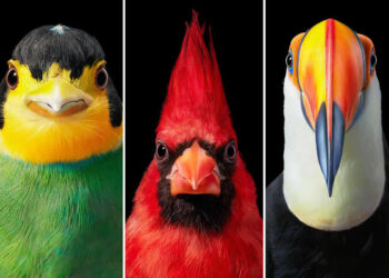 Intimate Portraits of Rare and Endangered Birds by Tim Flach