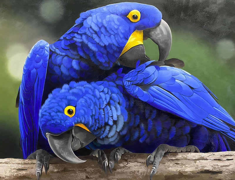 Realistic Bird Paintings by Petterson Silva