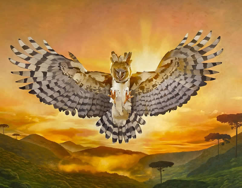 Realistic Bird Paintings by Petterson Silva