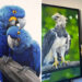 Realistic Bird Paintings by Petterson Silva