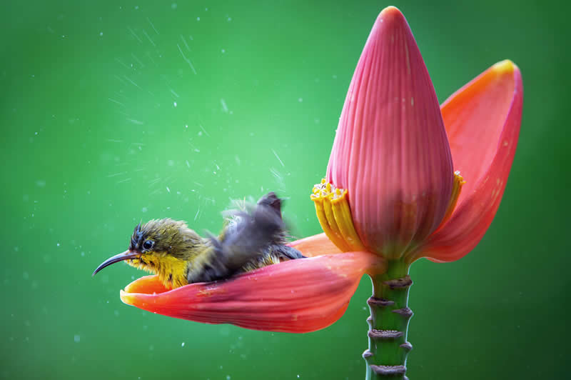 People&rsquo;s Vote Award: Relaxing by Thong Vu Duy - Nature Winners of the 2025 Refocus Awards