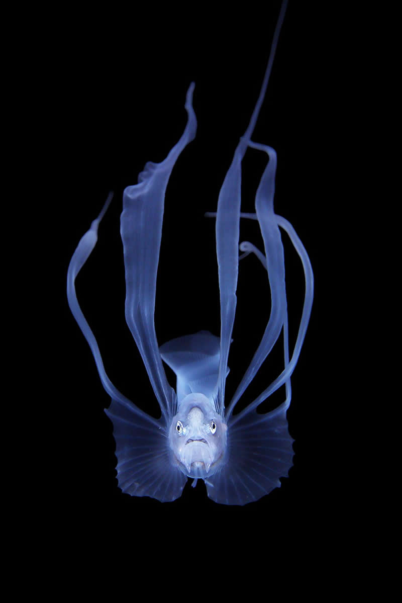 Phenomenon by Ryo Minemizu - Nature Winners of the 2025 Refocus Awards