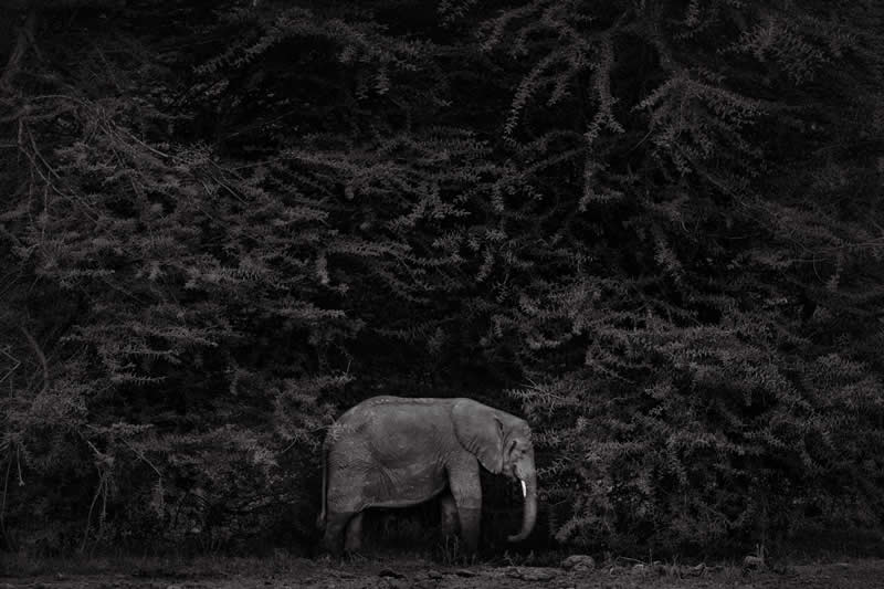 Gimme Shelter by Preeti & Prashant Chacko - Nature Winners of the 2025 Refocus Awards