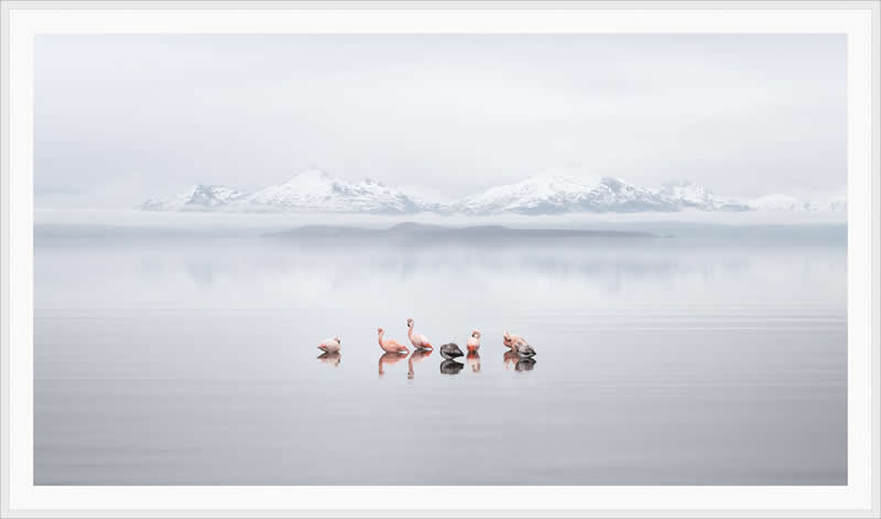 Seven Flamingos, Patagonia, Chile, 2025 by Chris Jordan - Nature Winners of the 2025 Refocus Awards