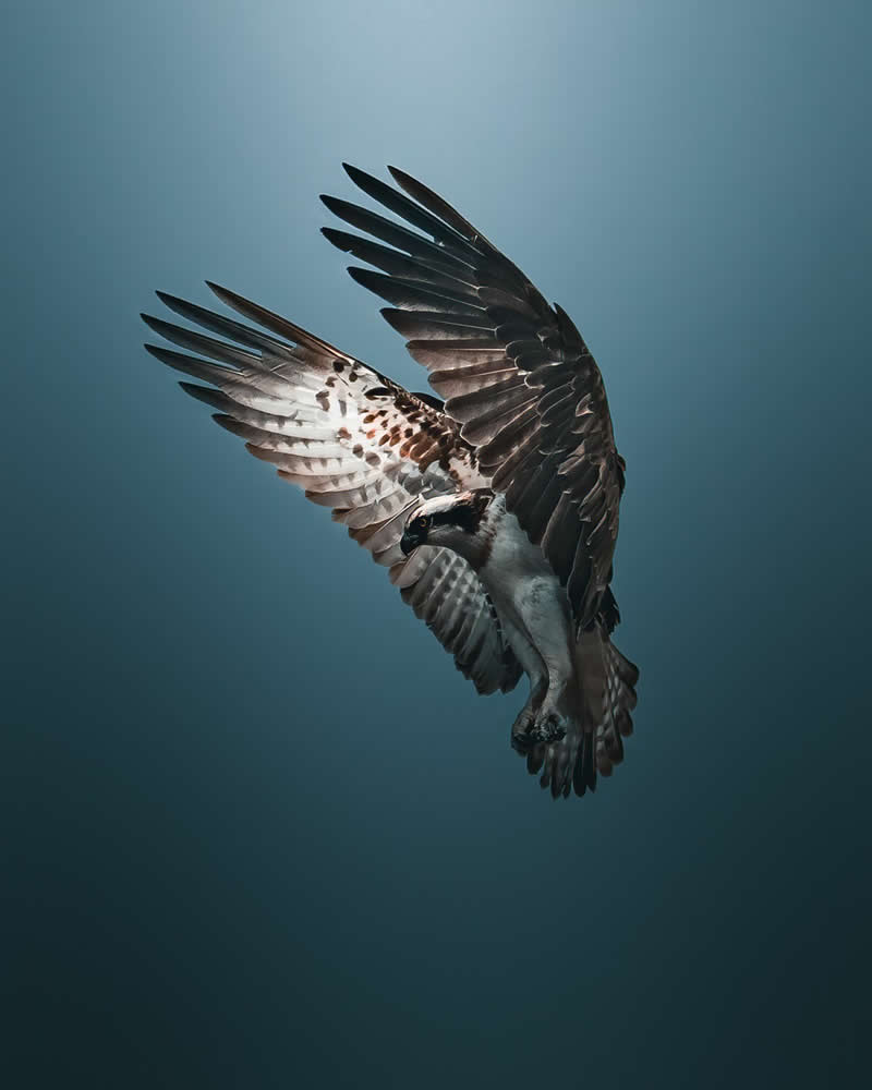 The Osprey by Magnus Berggren - Nature Winners of the 2025 Refocus Awards