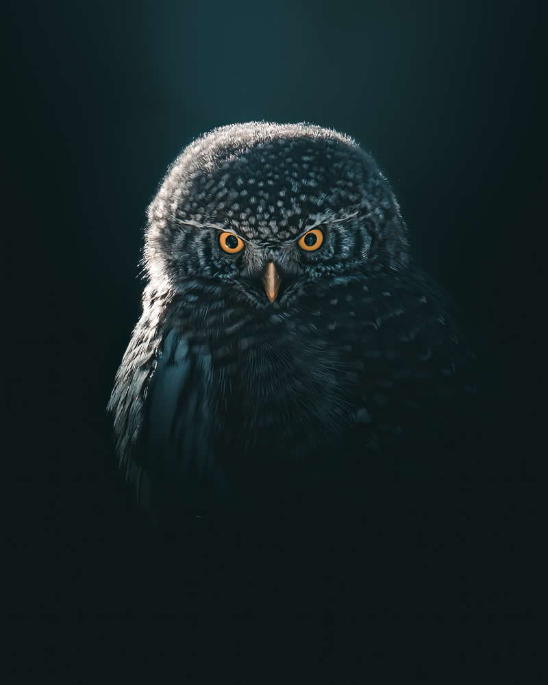 The stare by Magnus Berggren - Nature Winners of the 2025 Refocus Awards