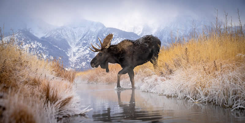 Nature's Crossing by Brian Clopp - Nature Winners of the 2025 Refocus Awards