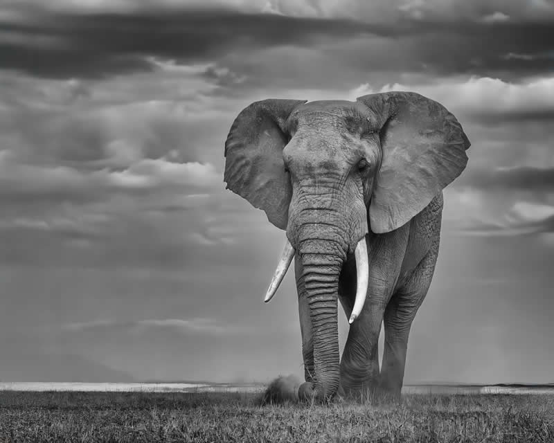 Kicking Around by Jim Guerard - Nature Winners of the 2025 Refocus Awards