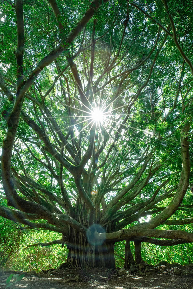 Tree of Life Sunstar by Aaron Lynton - Nature Winners of the 2025 Refocus Awards