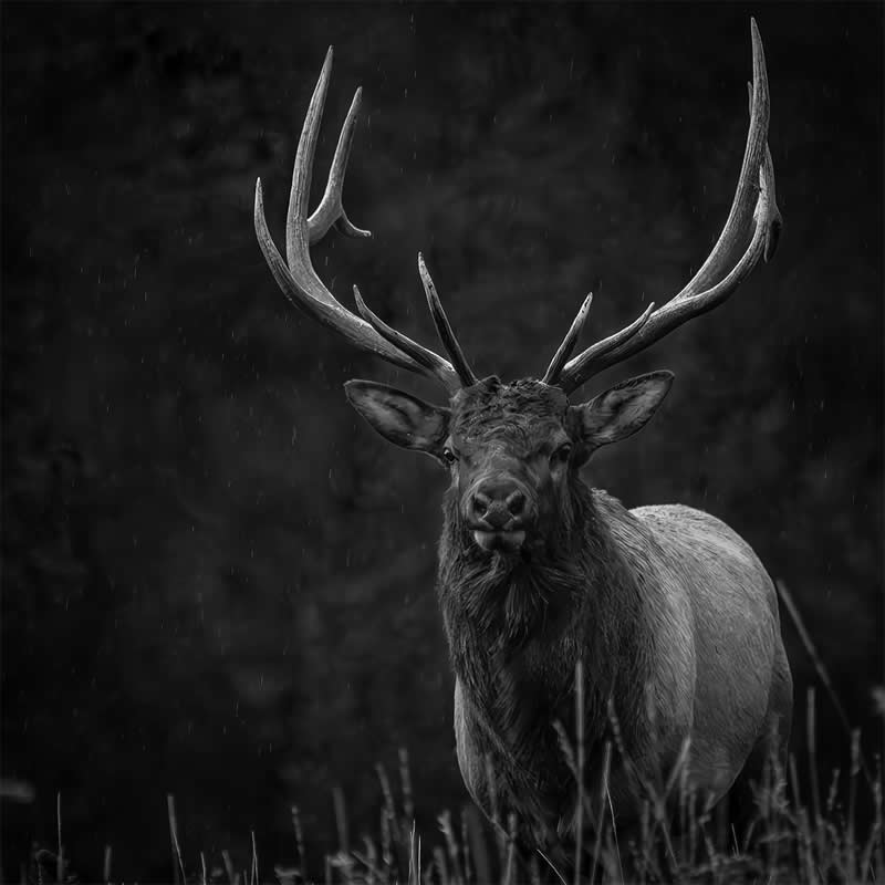 Straight Into My Lens by Bryan Fevold - Nature Winners of the 2025 Refocus Awards