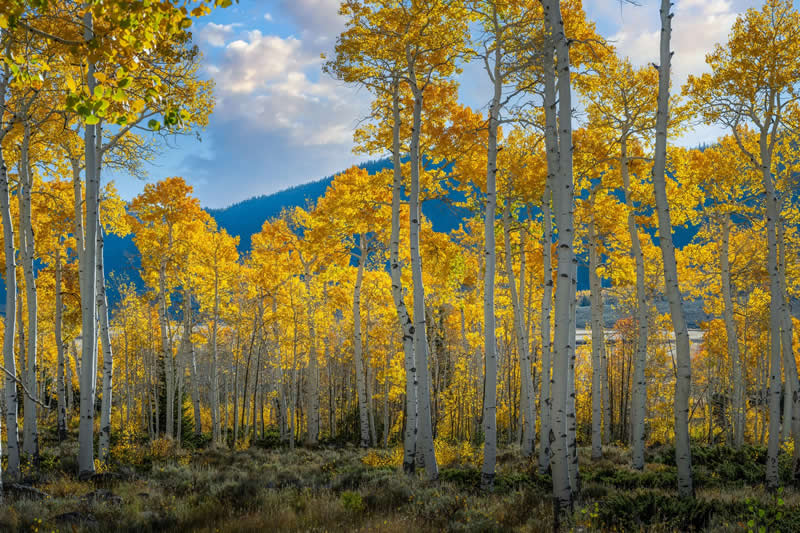 Golden Aspens in Utah by Lisa Campbell - Nature Winners of the 2025 Refocus Awards