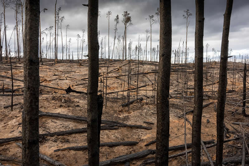 All gone by Johnny Haglund - Nature Winners of the 2025 Refocus Awards