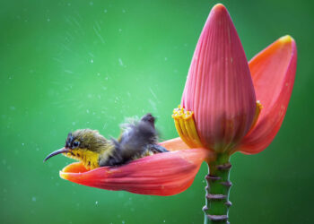 Nature Winners of the 2025 Refocus Awards