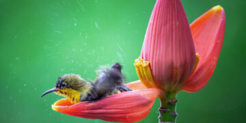 Nature Winners of the 2025 Refocus Awards