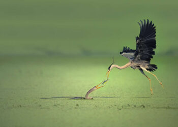 2025 Refocus International Photographer of the Year Awards Winners