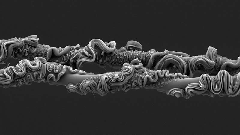 Royal Society Publishing Photography Competition 2025 Winners