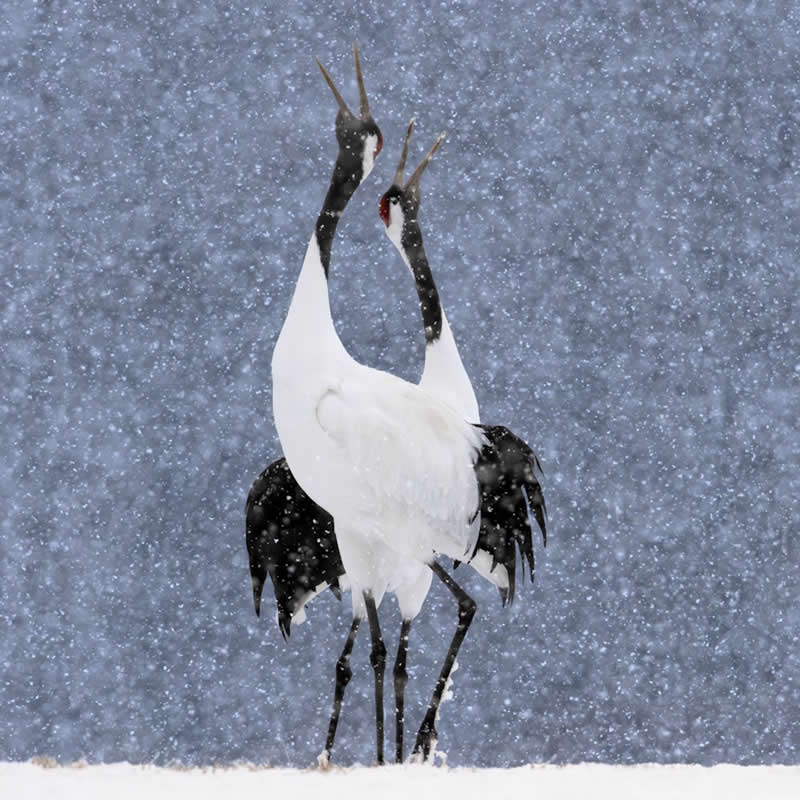 Royal Society Publishing Photography Competition 2025 Winners