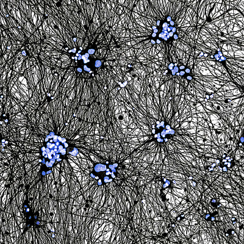 Royal Society Publishing Photography Competition 2025 Winners