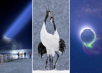 Royal Society Publishing Photography Competition 2025 Winners