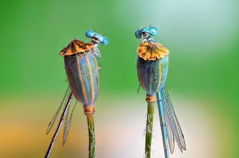 Sony World Photography Awards Open Competition entries