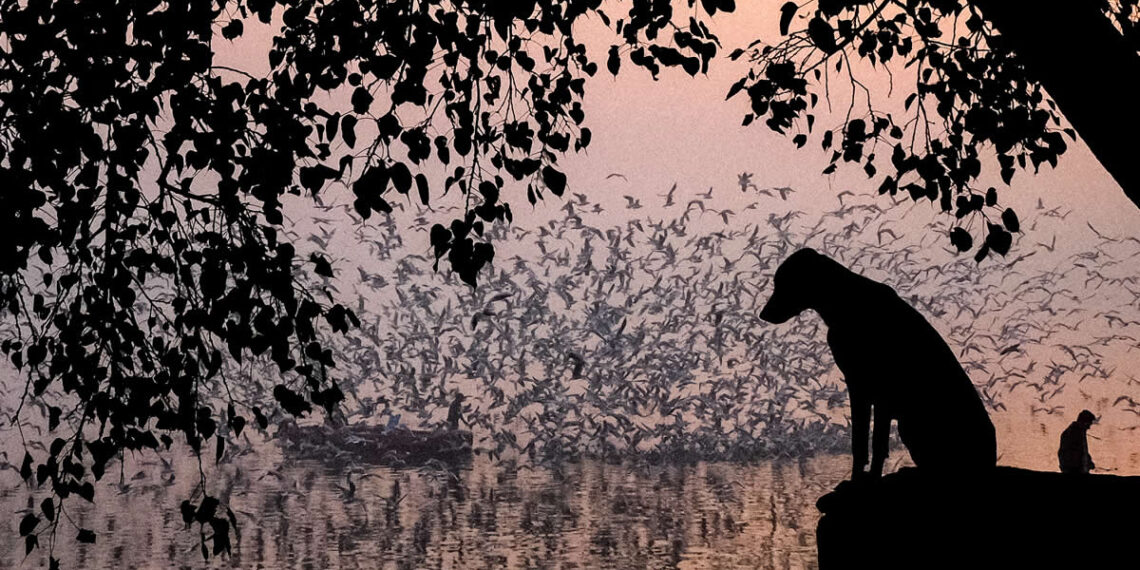 Indian Street Photography by Vivek Sagar