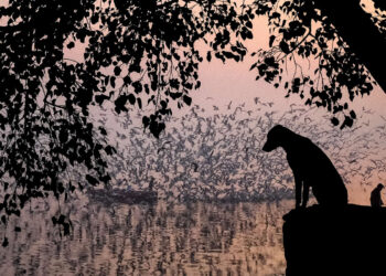 Indian Street Photography by Vivek Sagar