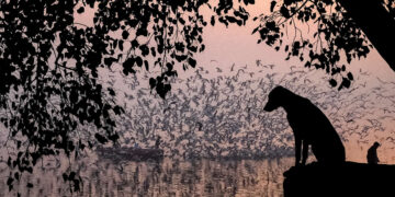 Indian Street Photography by Vivek Sagar