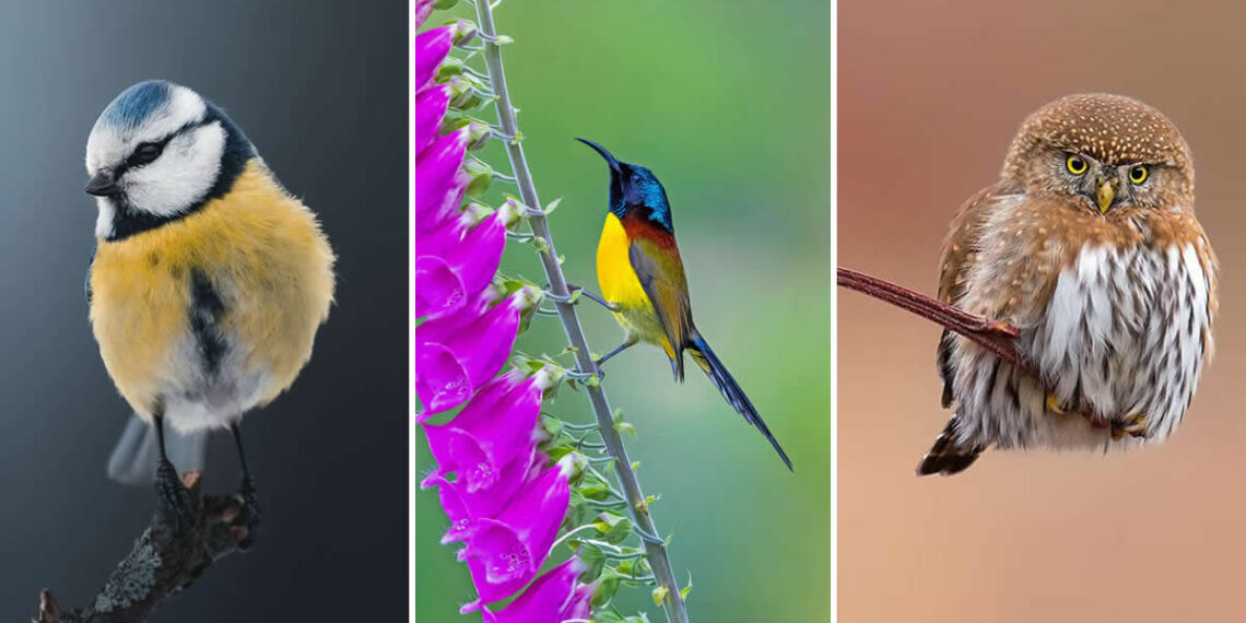 Stunning Bird Photography Nature Magical Moments