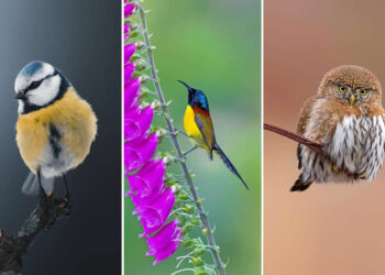 Stunning Bird Photography Nature Magical Moments