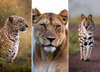 Wildlife Photography by Harman Singh Heer