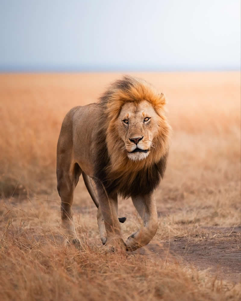 Wildlife Photography by Dhir Jakharia