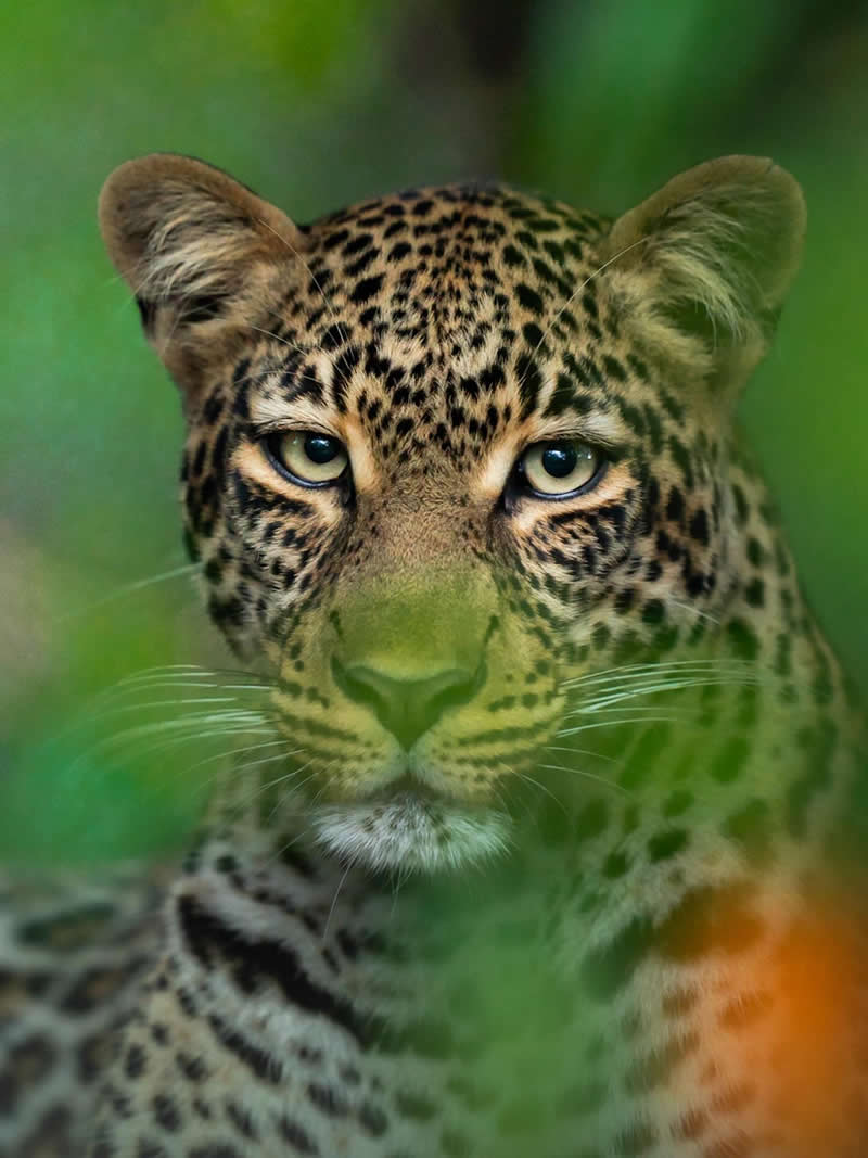 Wildlife Photography by Dhir Jakharia