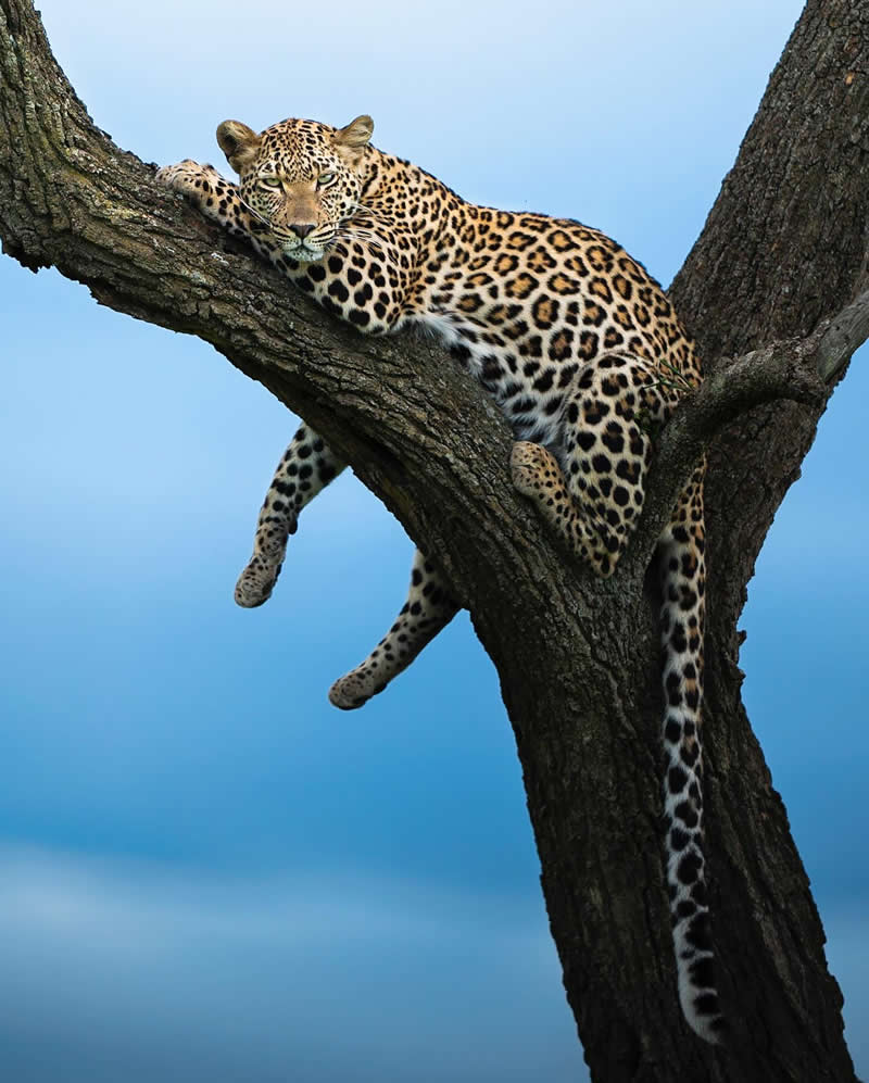 Wildlife Photography by Dhir Jakharia