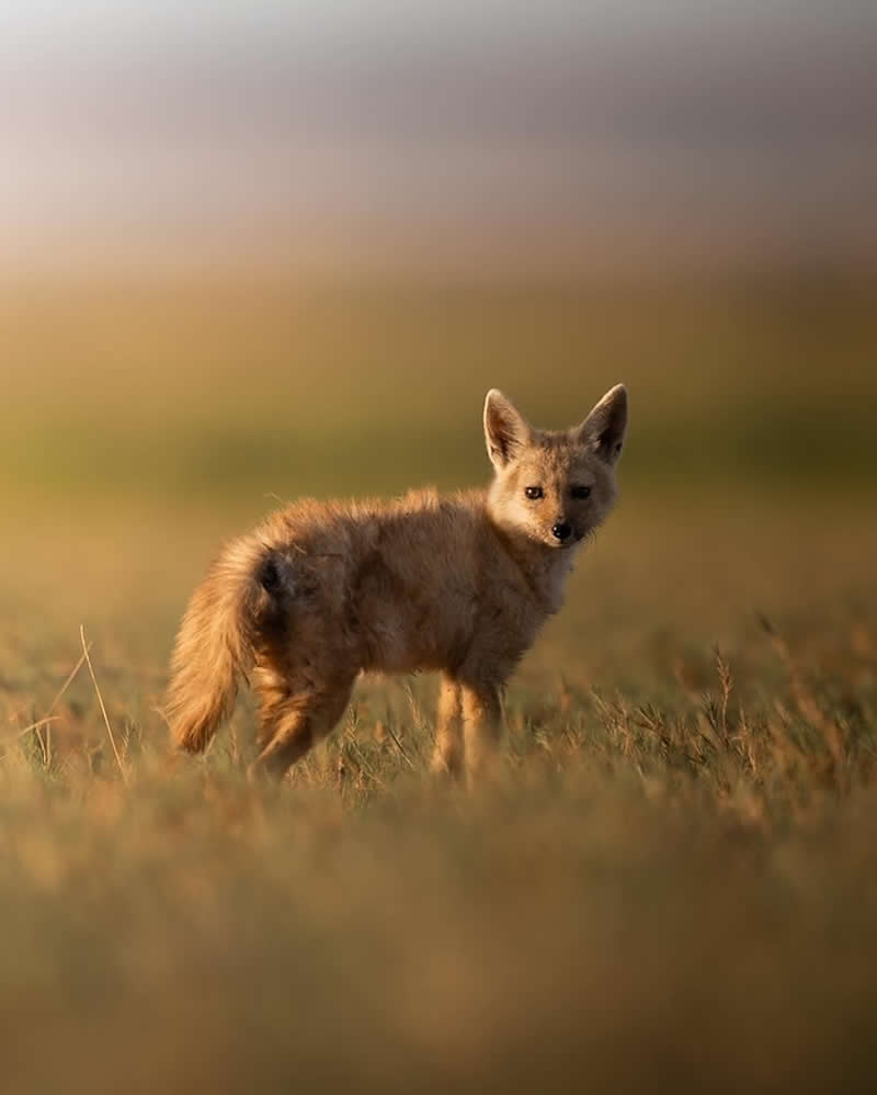 Wildlife Photography by Dhir Jakharia