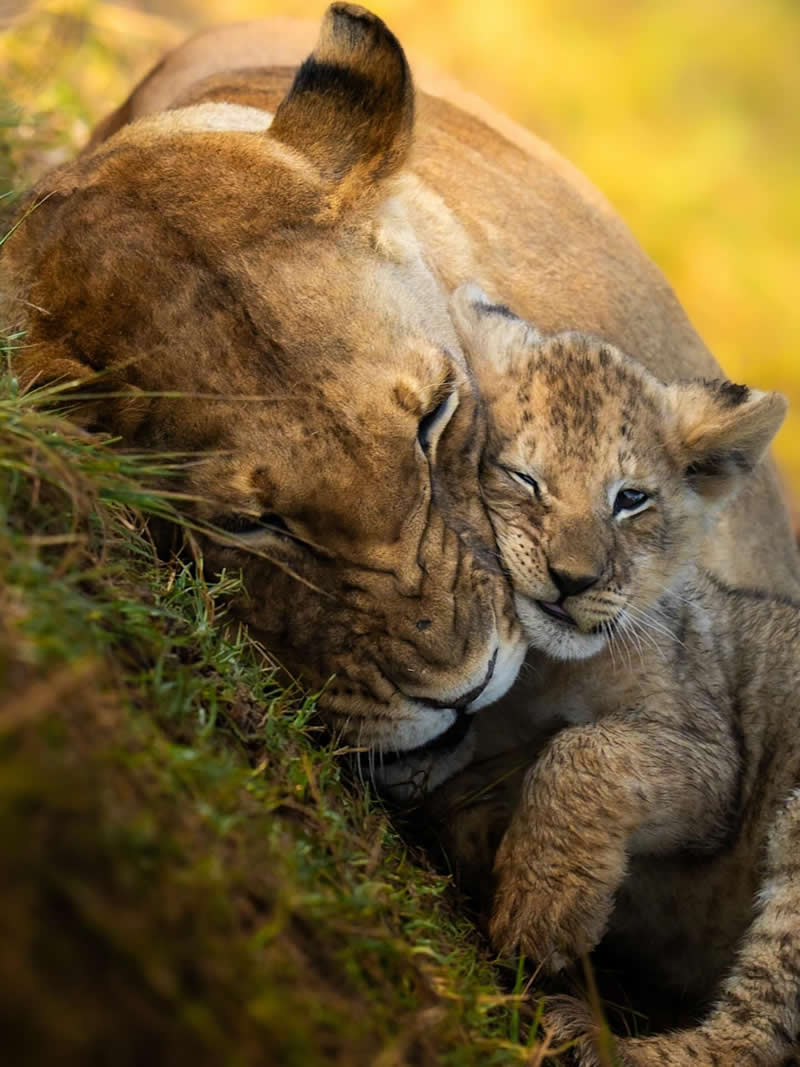 Wildlife Photography by Dhir Jakharia