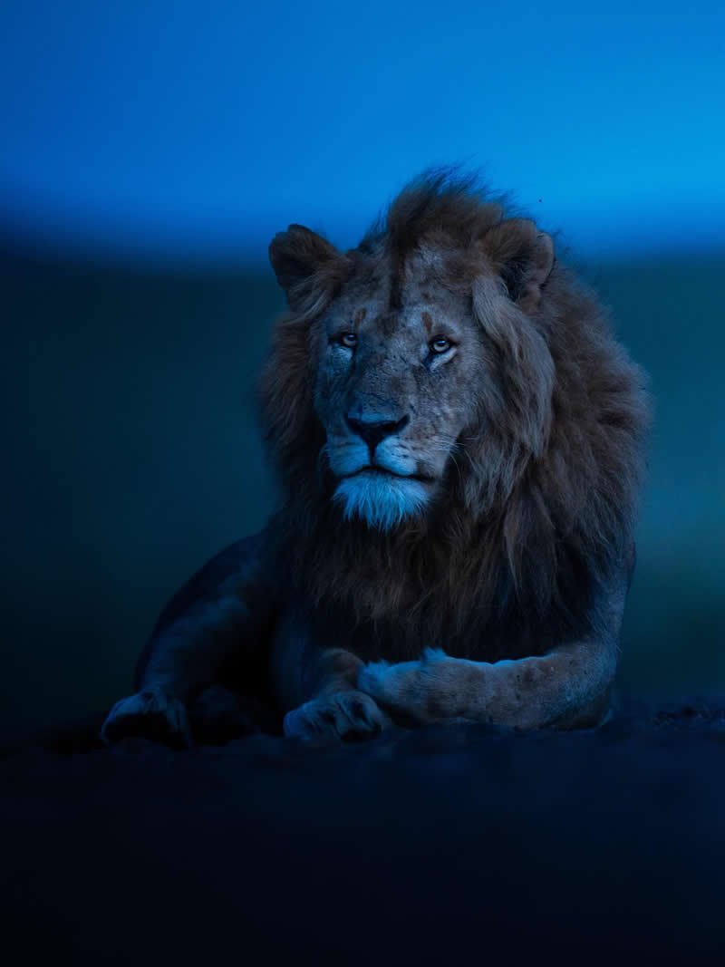 Wildlife Photography by Dhir Jakharia