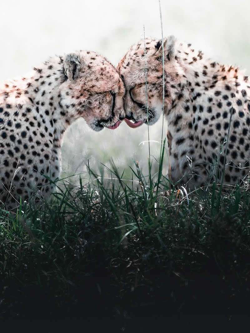 Wildlife Photography by Dhir Jakharia