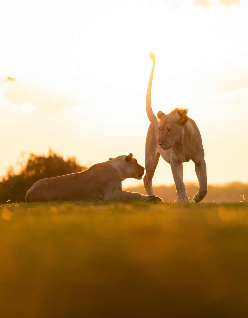 Wildlife Photography by Dhir Jakharia