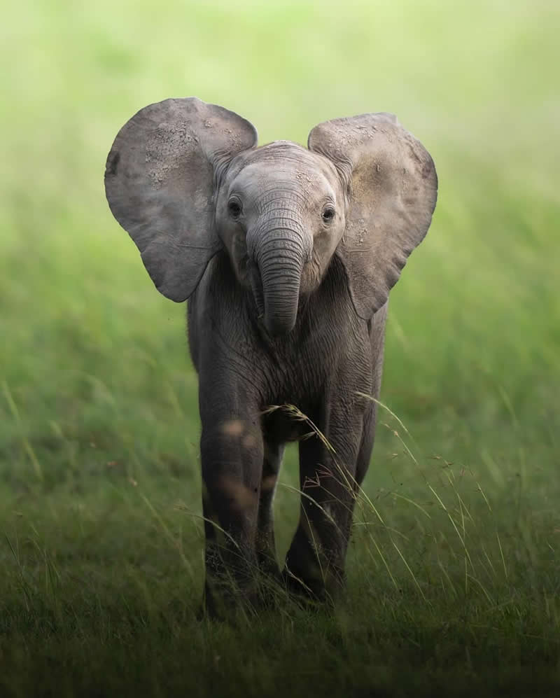 Wildlife Photography by Dhir Jakharia