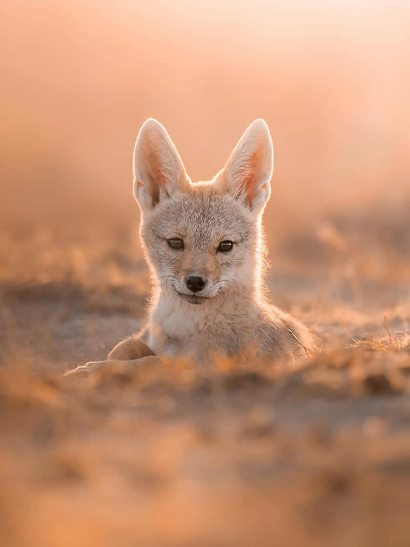 Wildlife Photography by Dhir Jakharia