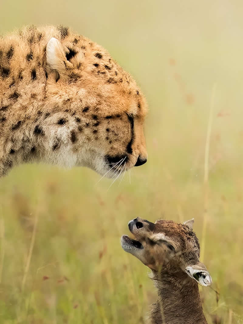 Wildlife Photography by Dhir Jakharia