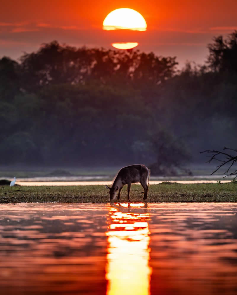 Wildlife Photography by Dhir Jakharia