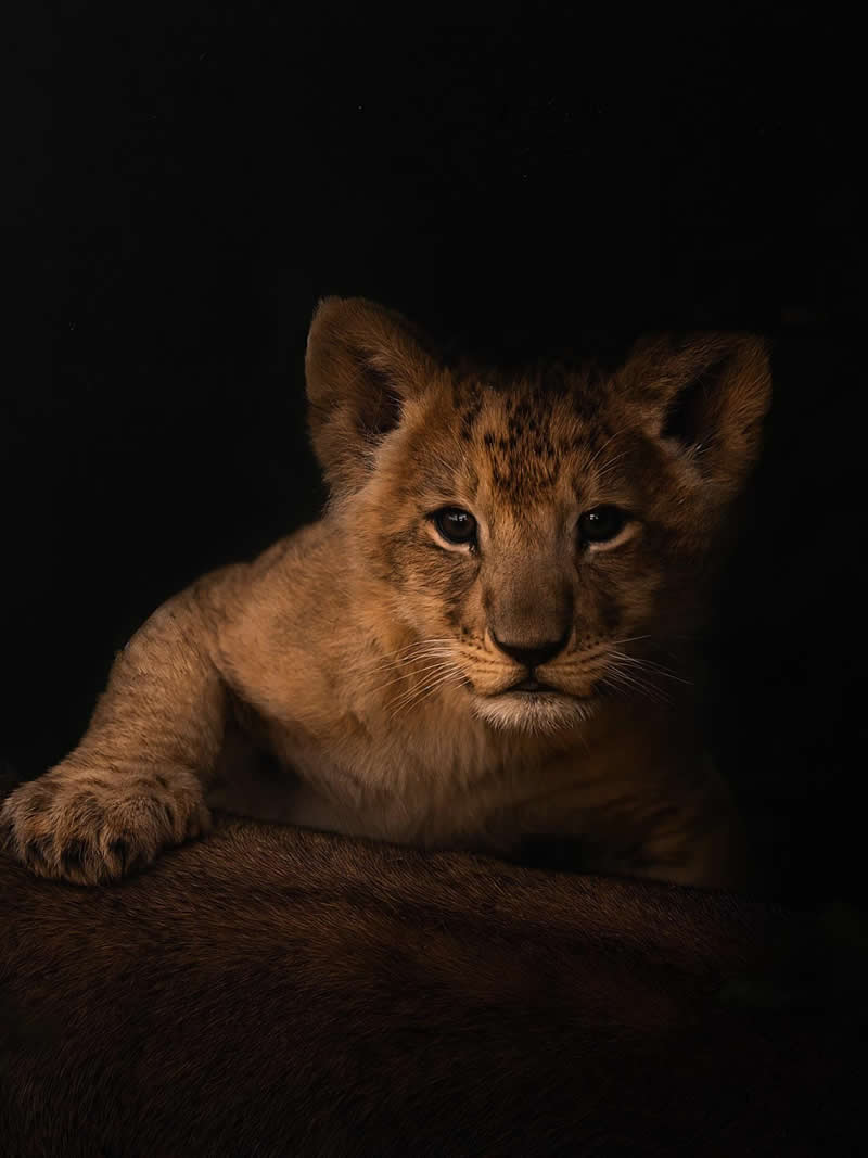 Wildlife Photography by Dhir Jakharia