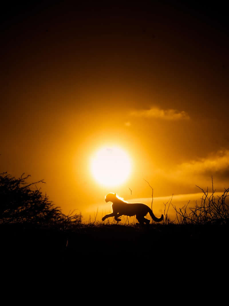 Wildlife Photography by Dhir Jakharia