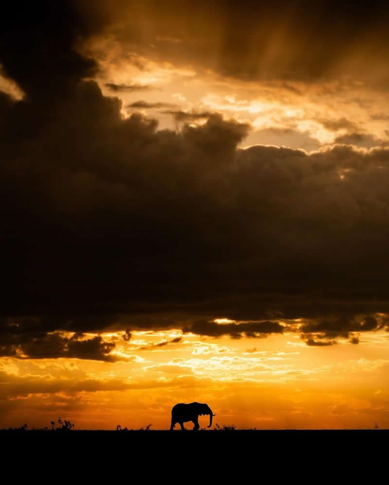 Wildlife Photography by Dhir Jakharia