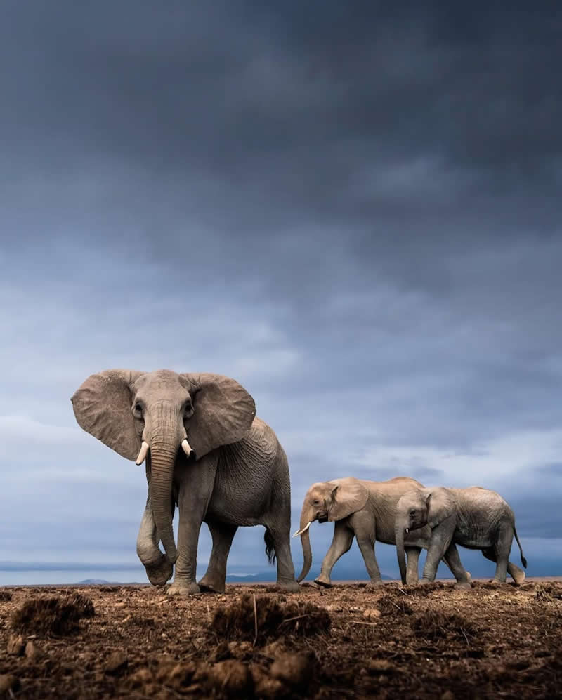 Wildlife Photography by Dhir Jakharia