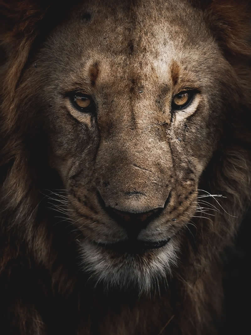 Wildlife Photography by Dhir Jakharia