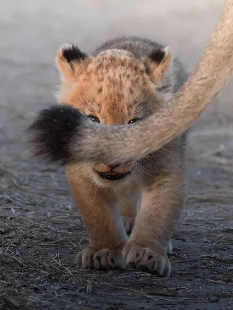 Wildlife Photography by Dhir Jakharia